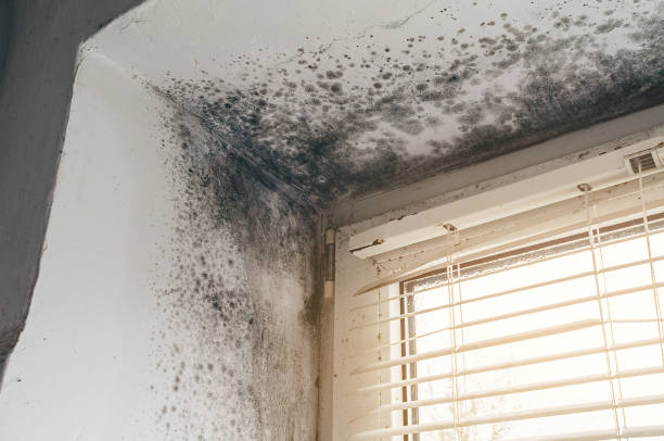 Affordable Black Mold Remediation solutions in Moncure, NC